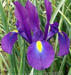 Photo les fleurs du jardin Iris, Iris Hollandais Espagnol (Xiphium), pourpre