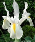 Photo les fleurs du jardin Iris, Iris Hollandais Espagnol (Xiphium), blanc