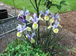 fotografie Záhradné kvety Dutch Iris, Španielčina Iris (Xiphium), modrá