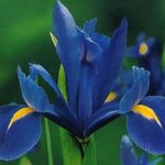 fotografie Záhradné kvety Dutch Iris, Španielčina Iris (Xiphium), modrá