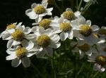 Photo bláthanna gairdín Sneezewort, Sneezeweed, Brideflower (Achillea ptarmica), bán