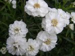 fotografie Zahradní květiny Sneezewort, Sneezeweed, Brideflower (Achillea ptarmica), bílá