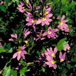 Nuotrauka Sodo Gėlės Pasakų Gerbėjas Gėlė (Scaevola aemula), rožinis