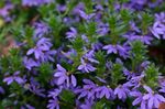 φωτογραφία Λουλούδια κήπου Νεράιδα Λουλούδι Ανεμιστήρα (Scaevola aemula), μπλε