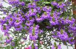 fotografie Víla Ventilátor Kvetina (Scaevola aemula), fialový
