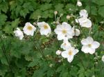 fotografie Zahradní květiny Japonský Sasanka (Anemone hupehensis), bílá