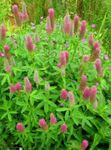 照 园林花卉 红羽毛三叶草，观赏三叶，红三叶 (Trifolium rubens), 粉红色
