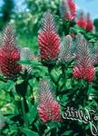 Photo Garden Flowers Red Feathered Clover, Ornamental Clover, Red Trefoil (Trifolium rubens), red
