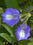 Foto Gartenblumen Schmetterling Erbse (Clitoria ternatea), blau
