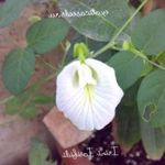 Foto Gartenblumen Schmetterling Erbse (Clitoria ternatea), weiß