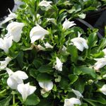 Foto Vrtne Cvjetovi Mazus (Mazus reptans), bijela