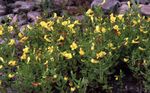 fotografie Zahradní květiny Hedge Yzop (Gratiola officinalis), žlutý
