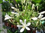Photo Garden Flowers Lily of the Nile, African Lily (Agapanthus africanus), white