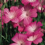 Foto Gartenblumen Kornrade (Agrostemma githago), rosa