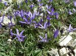 სურათი ბაღის ყვავილები Asyneuma , ლურჯი