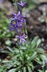 fotografie Záhradné kvety Asyneuma , modrá