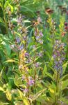 სურათი ბაღის ყვავილები Asyneuma , ლურჯი