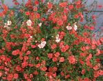 zdjęcie Ogrodowe Kwiaty Alonsoa , czerwony