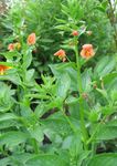 Photo Mask flower (Alonsoa), orange