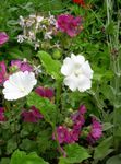 Foto Gartenblumen Snowcup, Spornte Anoda, Wilde Baumwolle (Anoda cristata), weiß