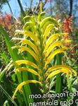 foto Flores do Jardim Galhardetes, Cornflag Africano, Lírio Da Cobra (Chasmanthe (Antholyza)), amarelo
