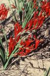 Photo Baboon Flower (Babiana, Gladiolus strictus, Ixia plicata), red