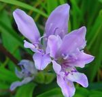 foto Baviaan Bloem (Babiana, Gladiolus strictus, Ixia plicata), lichtblauw