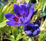 Nuotrauka Sodo Gėlės Pavianas Gėlė (Babiana, Gladiolus strictus, Ixia plicata), mėlynas