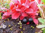Foto Gartenblumen Arctous , rot