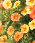 снимка Градински цветове Calibrachoa, Милион Звънци , оранжев