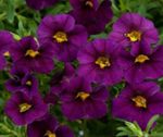 снимка Градински цветове Calibrachoa, Милион Звънци , виолетов