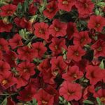 fotografie Záhradné kvety Calibrachoa, Milión Zvončeky , červená