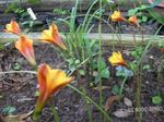 fotografie Záhradné kvety Dážď Lily (Habranthus), oranžový