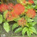 Foto Gartenblumen Fackellilie, Blutlilie, Pinsel Lilie, Fußball-Lilie, Powderpuff Lilie, Feuerball Lilie (Scadoxus), rot
