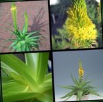 foto Bulbine, Bulbinella, Burn Gelei Plant, Gestalkt Bulbine, Oranje Bulbine karakteristieken