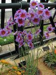 zdjęcie Ogrodowe Kwiaty Levkokorina (Leucocoryne), liliowy