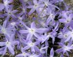 zdjęcie Ogrodowe Kwiaty Levkokorina (Leucocoryne), jasnoniebieski