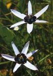 fotografie Floare Păun Pictat, Stele De Păun (Spiloxene), alb