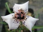 Photo les fleurs du jardin Moraea , blanc