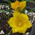 フォト 庭の花 Romulea , 黄