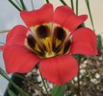 φωτογραφία Λουλούδια κήπου Romulea , κόκκινος