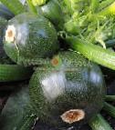 foto Le zucchine la cultivar Kruglyjj chernyjj F1