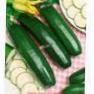 foto Le zucchine la cultivar Stargrin F1