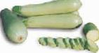 Photo Courgettes grade SangrumF1