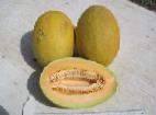 zdjęcie Melon gatunek Alisa F1