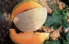 zdjęcie Melon gatunek Kapo F1