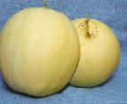 zdjęcie Melon gatunek Severnaya zvezda F1