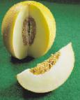 Photo un melon l'espèce Zolushka F1