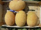 Photo un melon l'espèce Karamel F1(Clause)