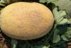 Photo un melon l'espèce Bizan F1